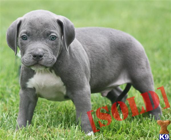 MAX ------- SOLD ----- SOLD -----